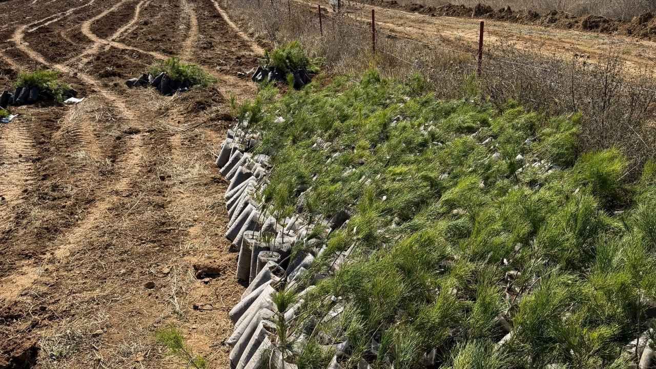 Yozgat Aydıncık’ta Kızılçam Döl Deneme Sahası Mercek Altında! (1)