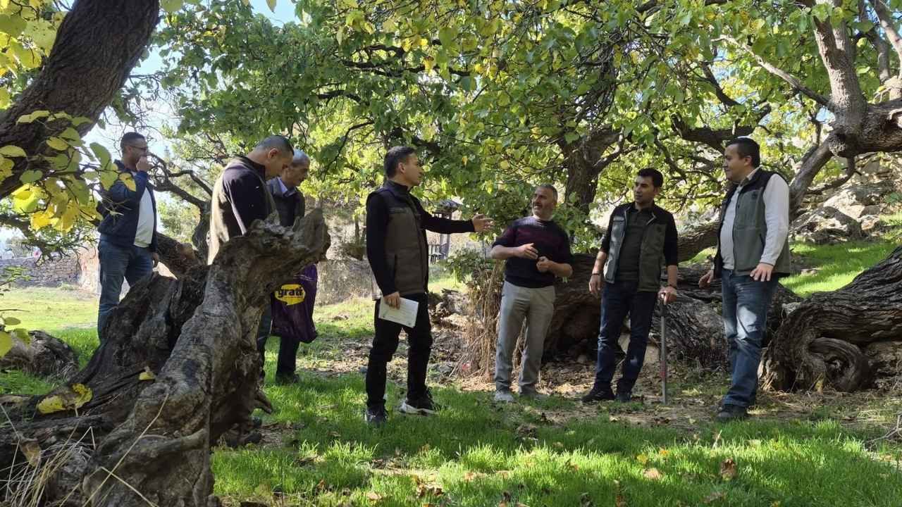 Yozgat Çekerek'te Anıt Karadut Ağaçları Koruma Altına Alınıyor