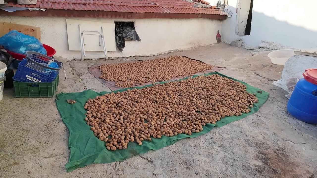 Yozgat İçin Ceviz Vakti Hasat Başladı (2)