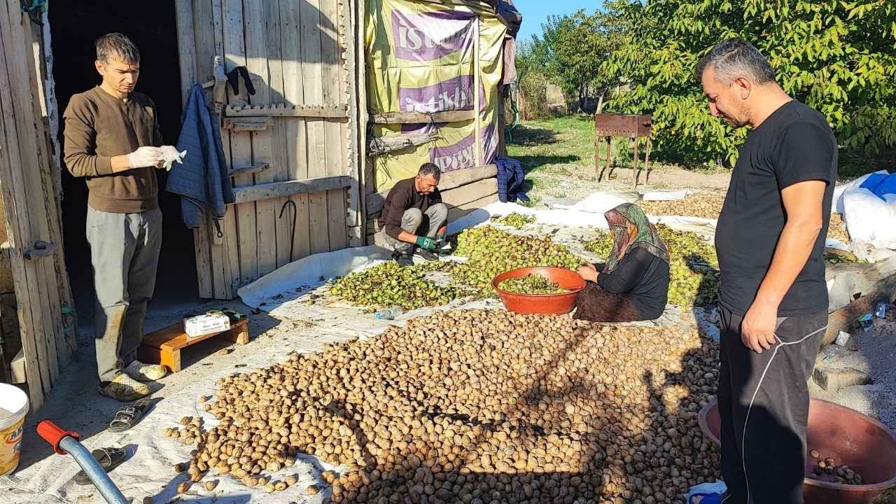 Yozgat İçin Ceviz Vakti Hasat Başladı (3)