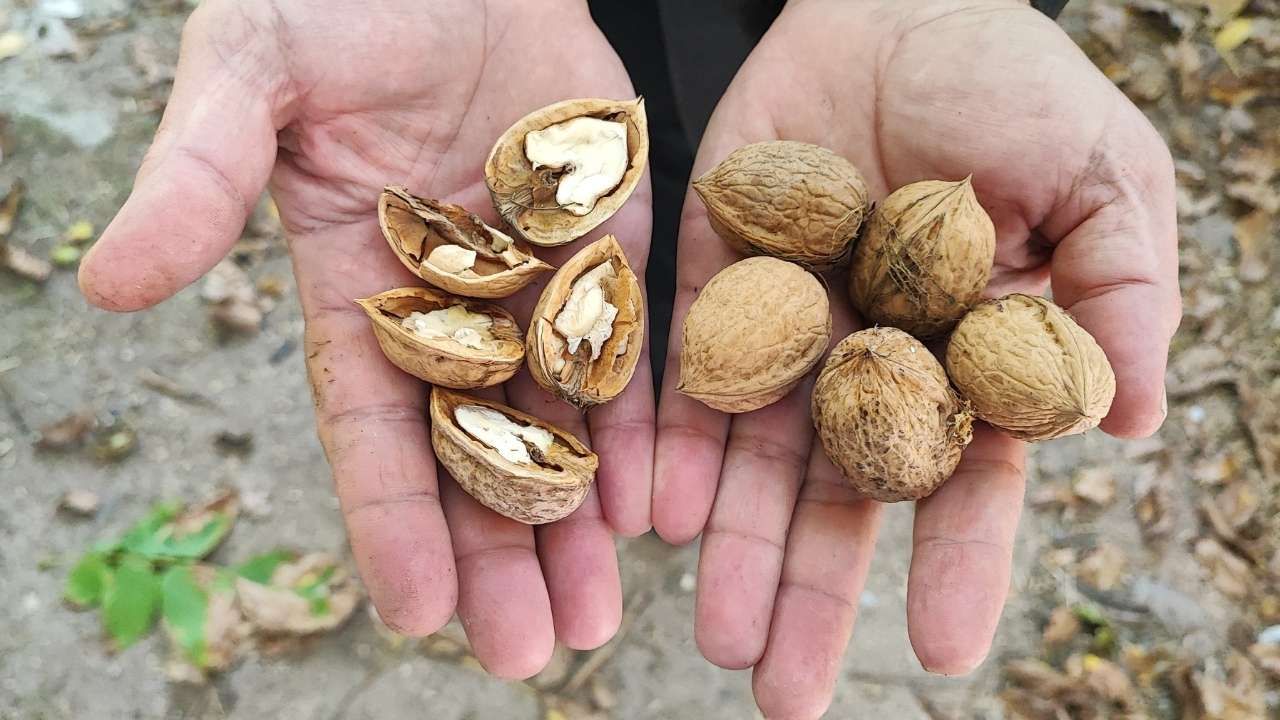 Yozgat İçin Ceviz Vakti Hasat Başladı (5)
