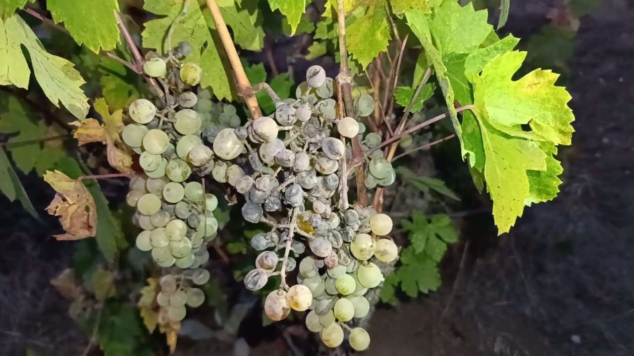 Yozgat Kuruçay Köyü’nde Bağları Sam Vurdu! Rekolte Yarı Yarıya Düştü (2)
