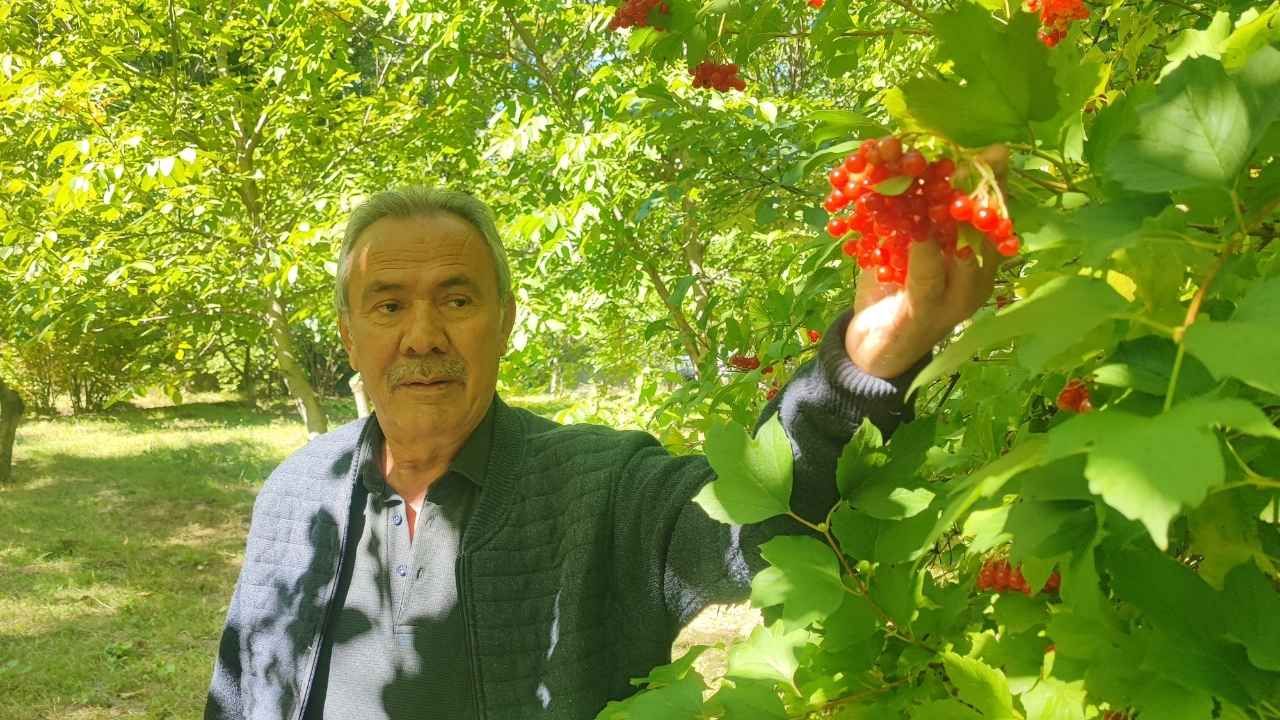 Yozgat’ın Gilaburusu Kargoyla Türkiye’nin Dört Bir Yanına Gönderiliyor (2)