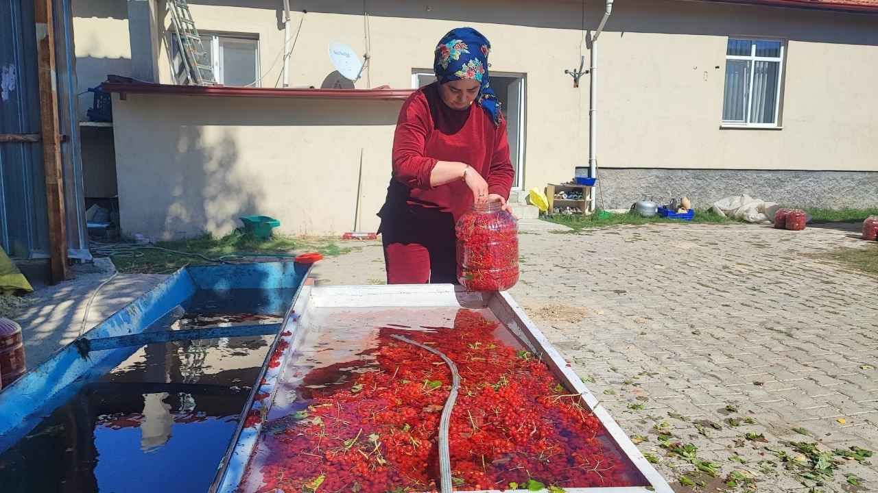 Yozgat’ın Gilaburusu Kargoyla Türkiye’nin Dört Bir Yanına Gönderiliyor (3)