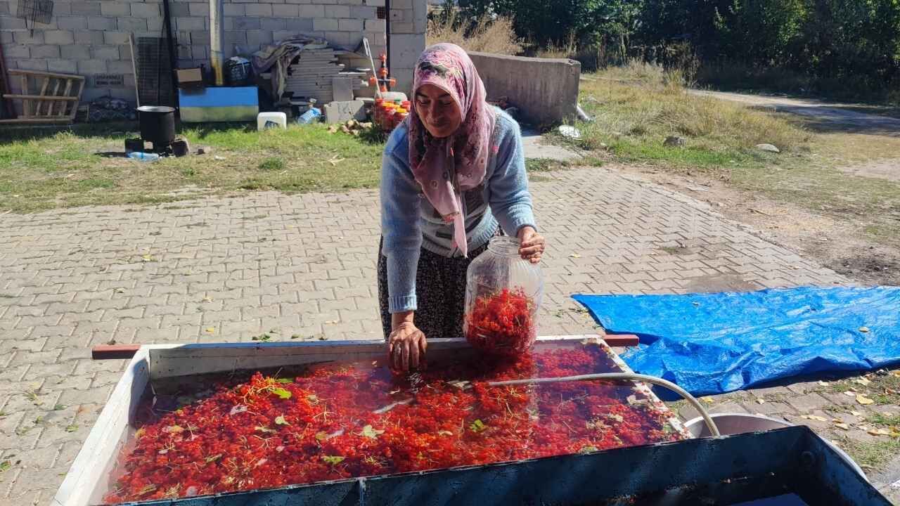 Yozgat’ın Gilaburusu Kargoyla Türkiye’nin Dört Bir Yanına Gönderiliyor (4)