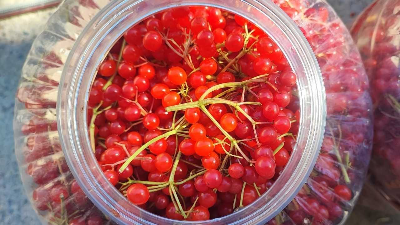 Yozgat’ın Gilaburusu Kargoyla Türkiye’nin Dört Bir Yanına Gönderiliyor (5)