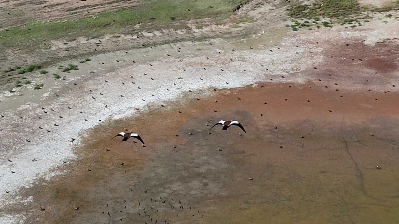Yozgat'ta Angut Kuşlarının Dansı Büyüledi
