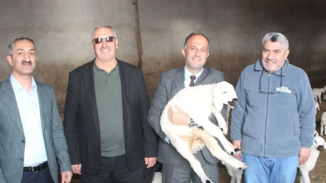 Yozgat’ta Küçükbaş Hayvancılığa Destek Afganistan’dan Sertifikalı Çoban