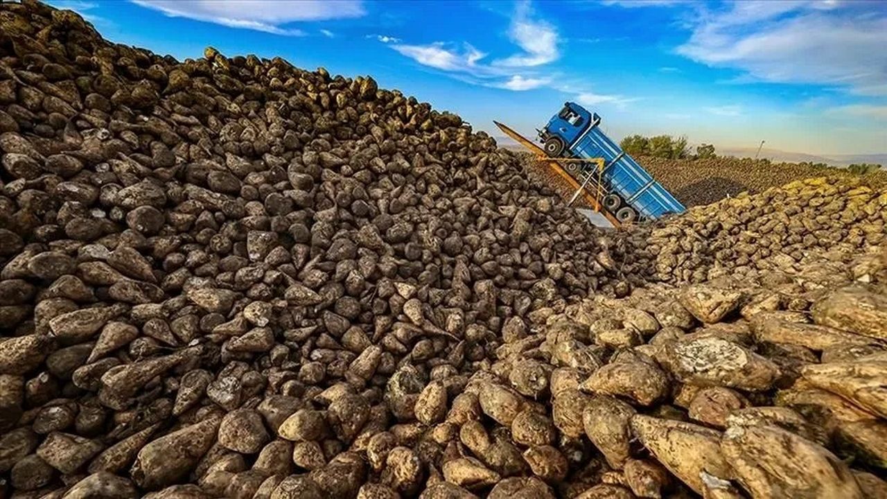 Yozgat'ta Pancar Alım Fiyatına Tepki Çiftçi Destek Bekliyor (4)