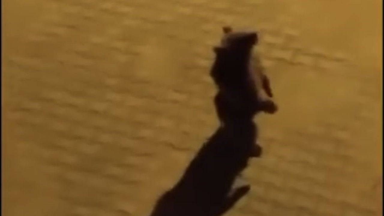 Yozgat’ta Yaban Hayatı Şehre İndi (1)